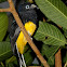 White-tailed Trogon