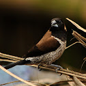 Black-faced munia