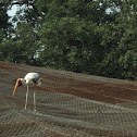 Migratory bird
