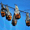 bats