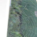 Spiderweb