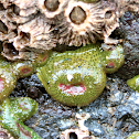 Aggregating Anemone