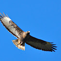 Red-Tailed Hawk