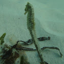 Slender seahorse