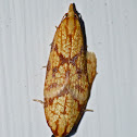 Sparganothis fruitworm moths (mating)