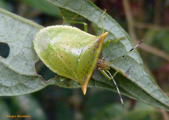 Spotting Image 1