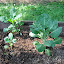 Vegetable
