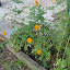 Smallredhouse's Flower garden