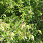 Orchard Oriole