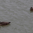 New Zealand Teal (Pateke)