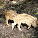 Wild Boar