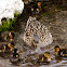 ducklings (mallard) with Mum