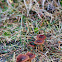 Fungus