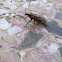Weevil