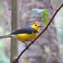 Collared redstart, Halsbandzanger