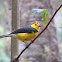 Collared redstart, Halsbandzanger