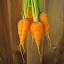 Danvers Half Long Carrot #2