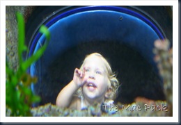 Savannah at Chattanooga Aquarium (23)