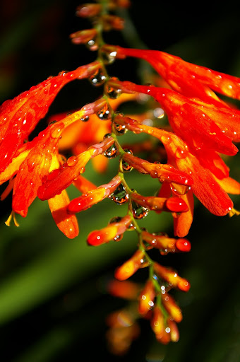 http://lh3.ggpht.com/sorcierdesmontagnes/SK7lo3AtiMI/AAAAAAAABEk/_1PRzczVUm4/IMGP0953.JPG?imgmax=512
