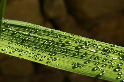 http://lh3.ggpht.com/sorcierdesmontagnes/SK7mJEbkDCI/AAAAAAAABE8/2wdcGOMzKYA/IMGP0969.JPG?imgmax=512