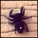 Daring jumping spider