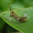 grasshopper