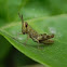 grasshopper