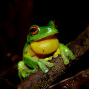 Red-eyed Tree Frog