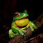Red-eyed Tree Frog