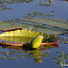 Water Lily