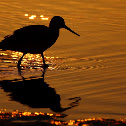 Willet