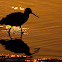 Willet