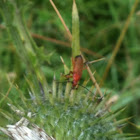 Common Red Soldier Beetle
