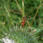Common Red Soldier Beetle