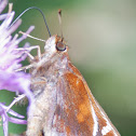 Zabulon Skipper