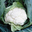 Cauliflower 'Clapton'