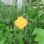 Poppy
