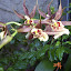 spoiled_urchin's Patio garden