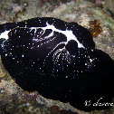 Egg Cowrie