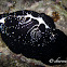 Egg Cowrie