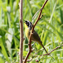 Common Yellowthroat - male
