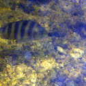 Sheepshead