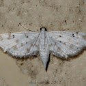 Rice Caseworm