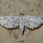 Rice Caseworm