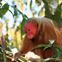 Uakari Monkey