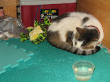 IMG_1519.JPG