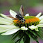 Flower Fly