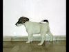 Fox Terrier Smooth