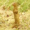 नेवला Indian Gray Mongoose