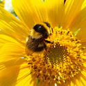 Bumblebee / Abelhão